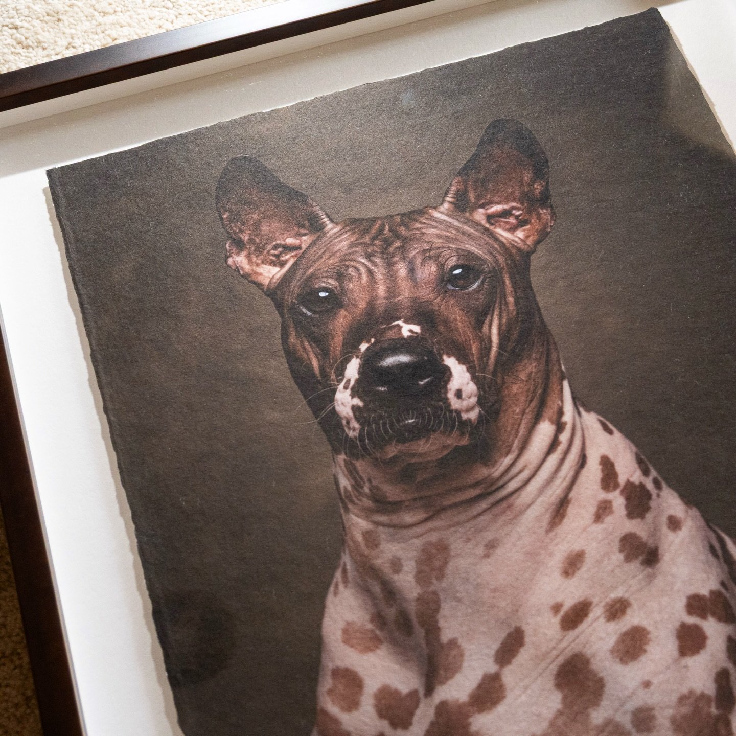 🐕 omg look at this cute doooggie!

Check out @petsbycalla &lsquo;s gorgeous portraits of pets. Printed on @awagami_factory Bizan handmade papers

Framed and mounted by @gentaartprints 

#giclee #awagami #fineartprints #artprints