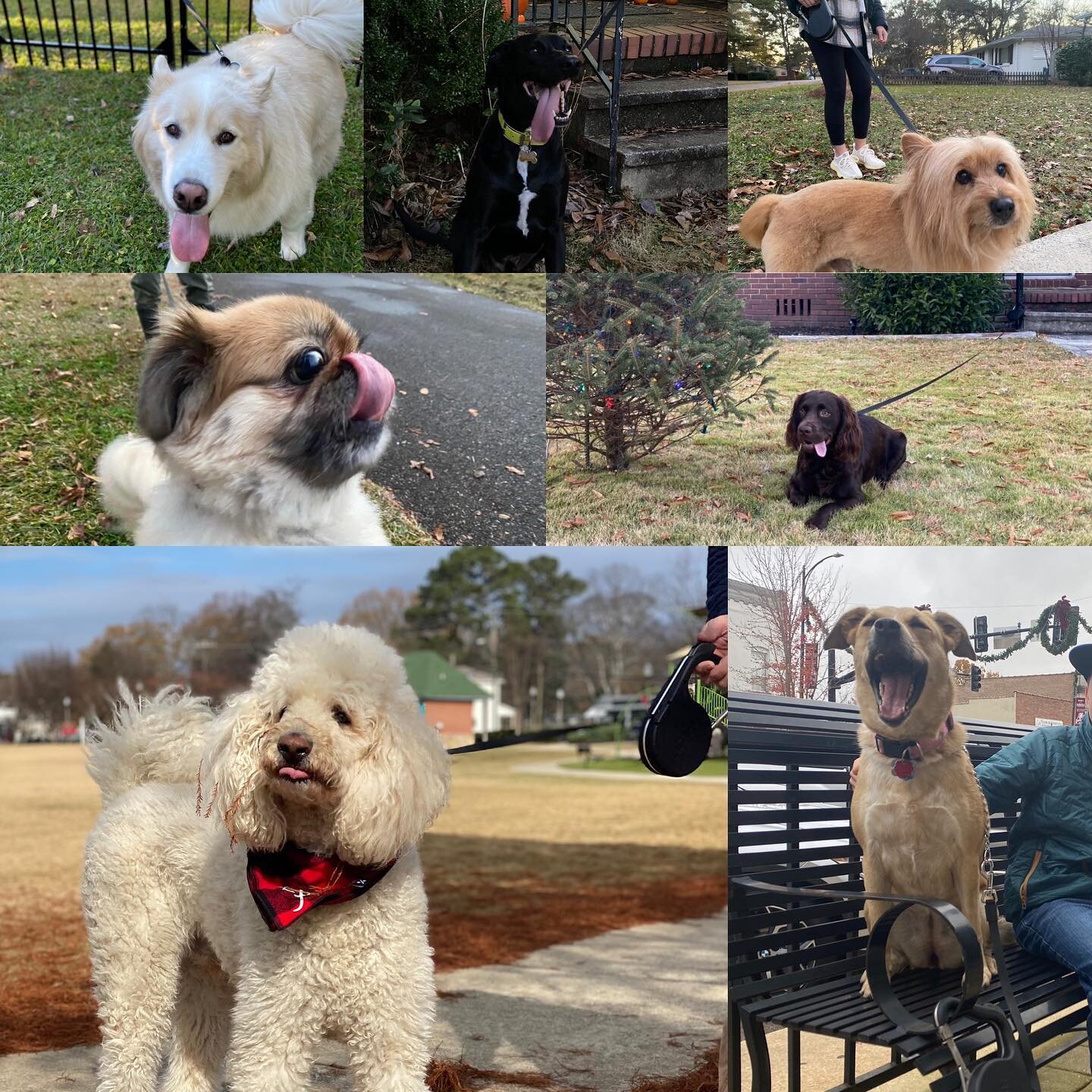 Hitch Leash outtakes! 🐶 Look at all these good dogs! 

There is still a little time to preorder that Hitch Leash on Kickstarter! #linkinbio 

#dogs #dogsofinstagram #dog #dogstagram #doglover #instadog #dogoftheday #doglovers #doglife #pets #pet #cu