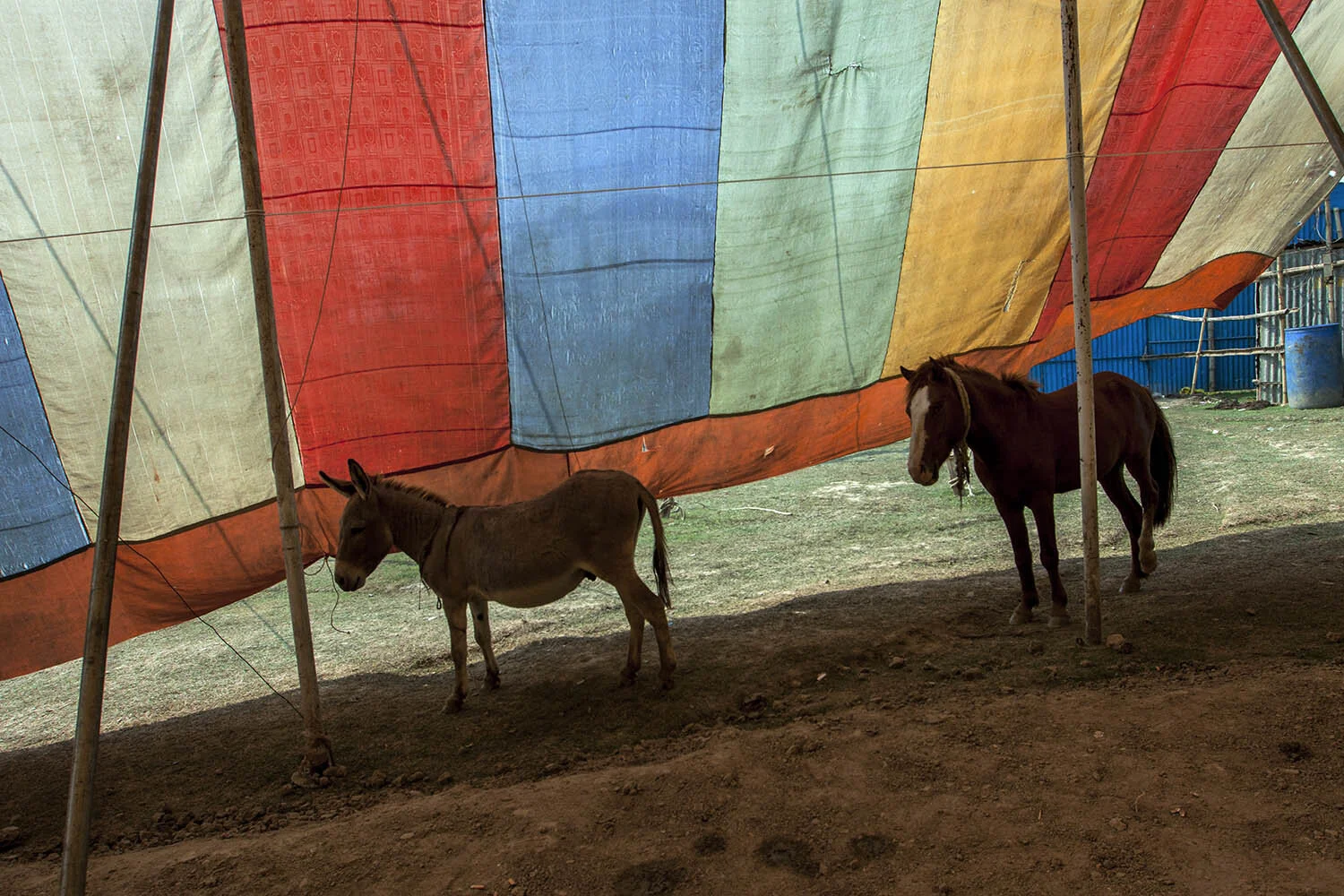 Traditional Circus of Bangladesh_28.jpg