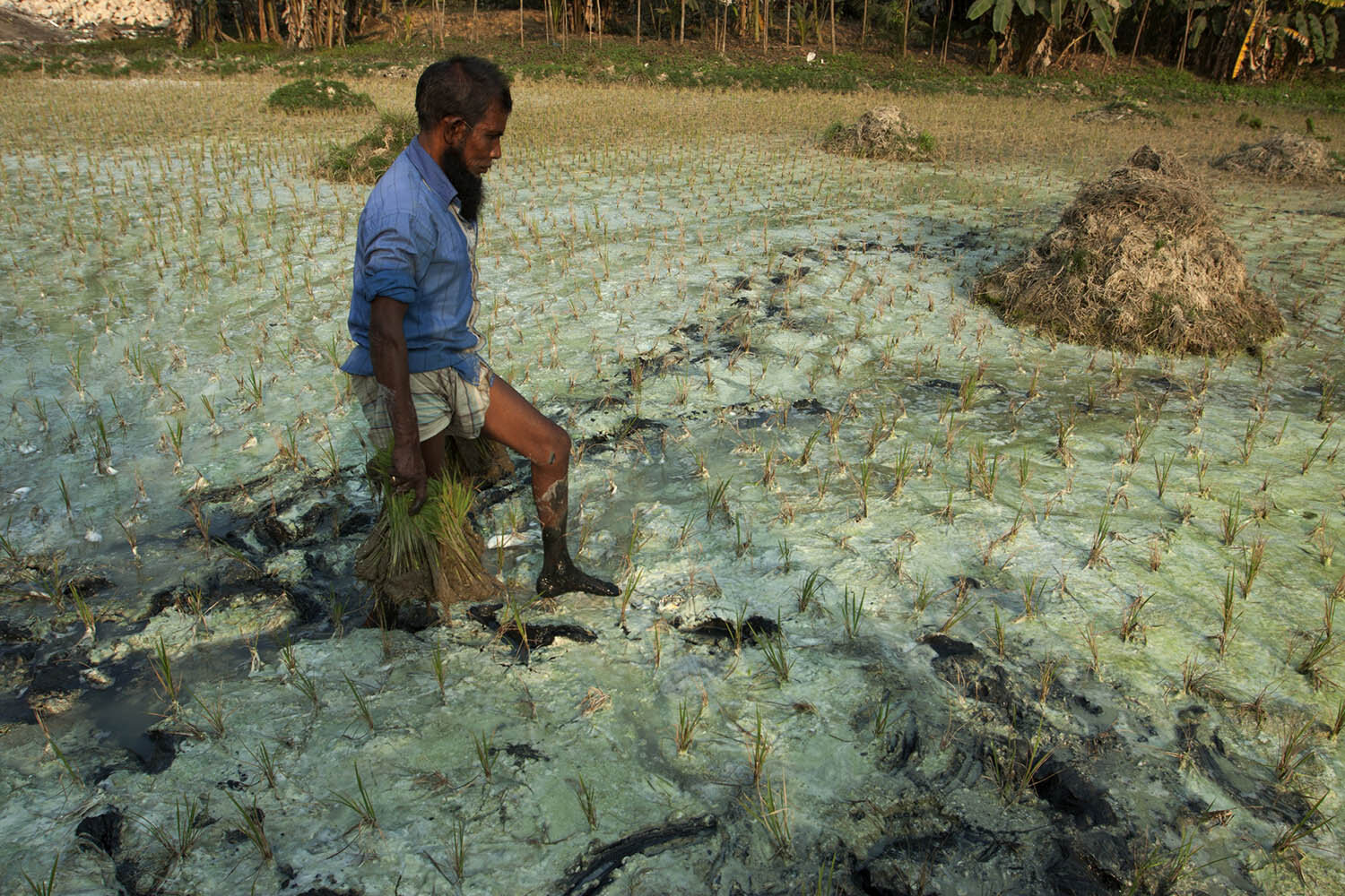 Industrial Pollution in Bangladesh_16.jpg