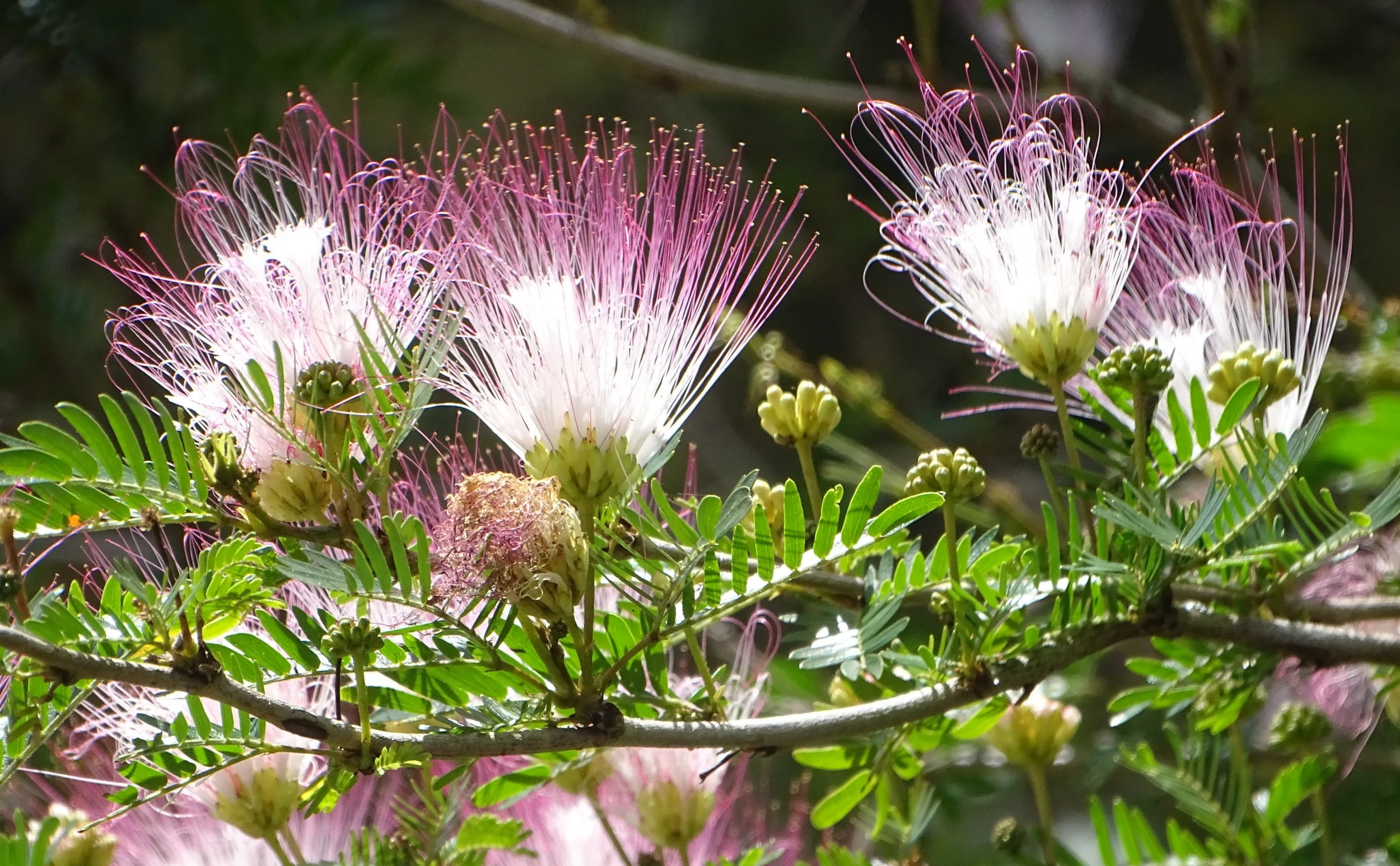 Flower copy.JPG