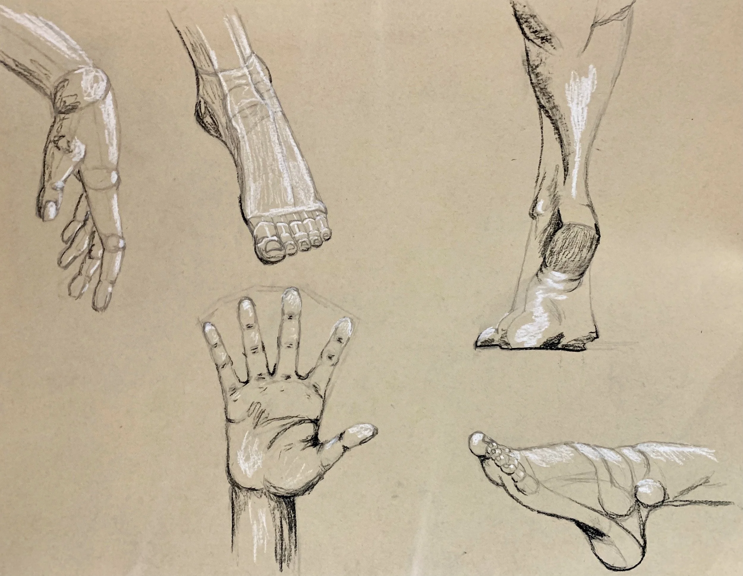 "Sketch of Hands and Feet". Charcoal and Conte on Toned Paper. March 2020.
