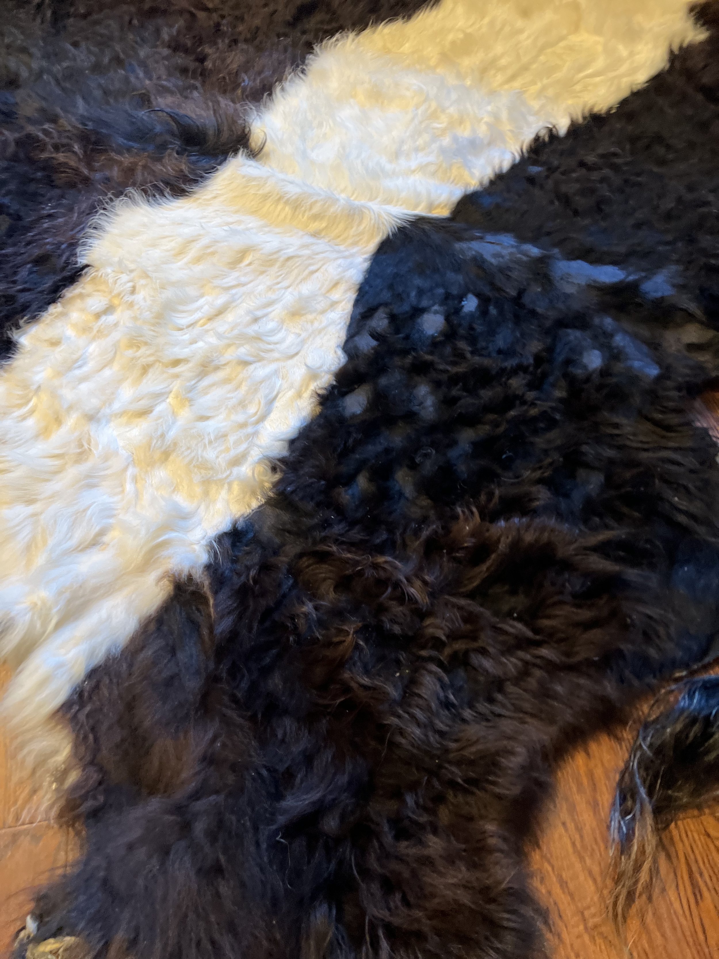 image00005.jpeg
