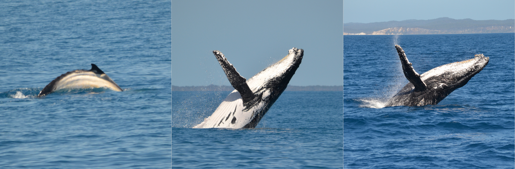 Colour Variation in Humpback Whales — Marine Mammal Foundation