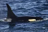 All about the orca — Marine Mammal Foundation