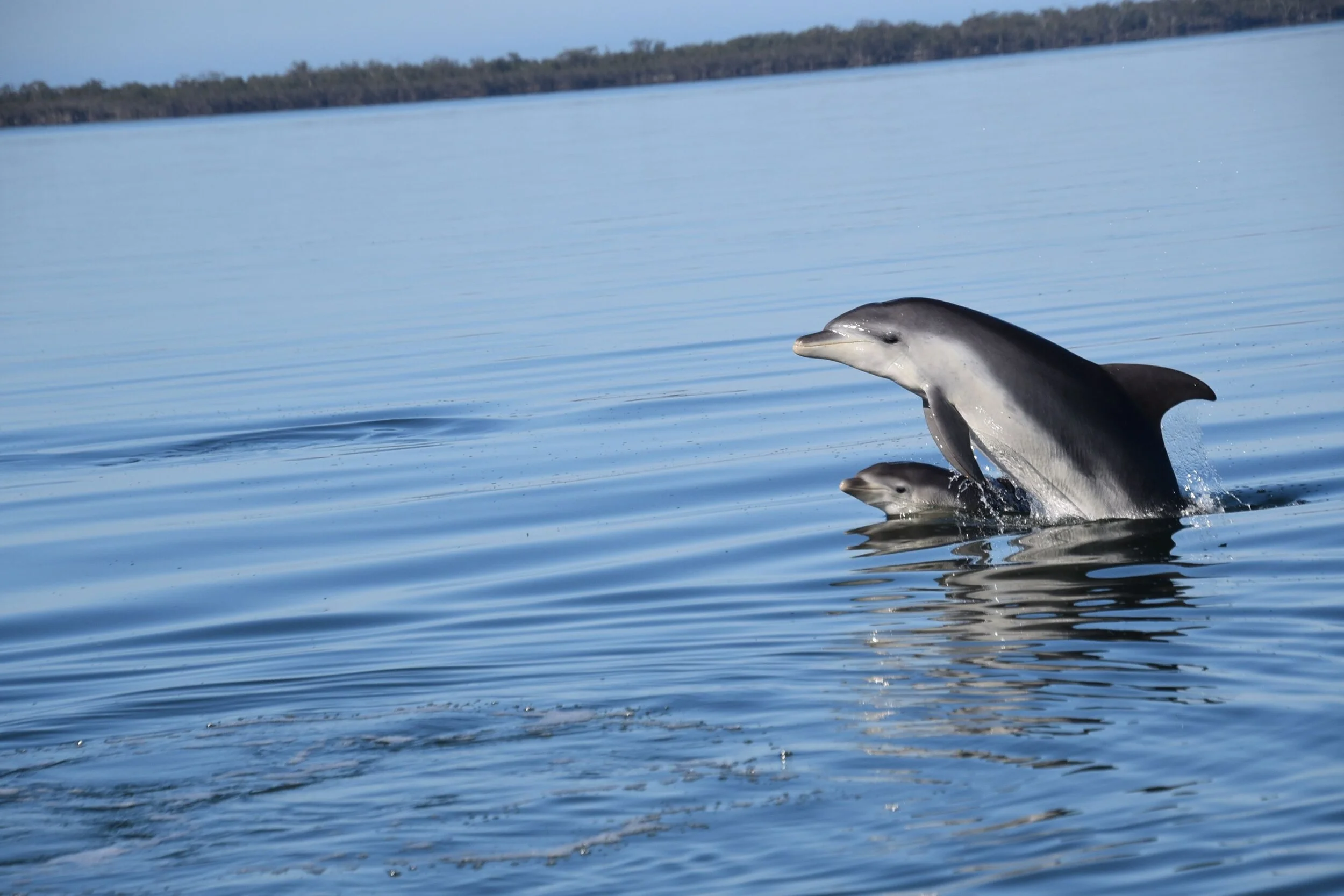 Become a Member — Marine Mammal Foundation