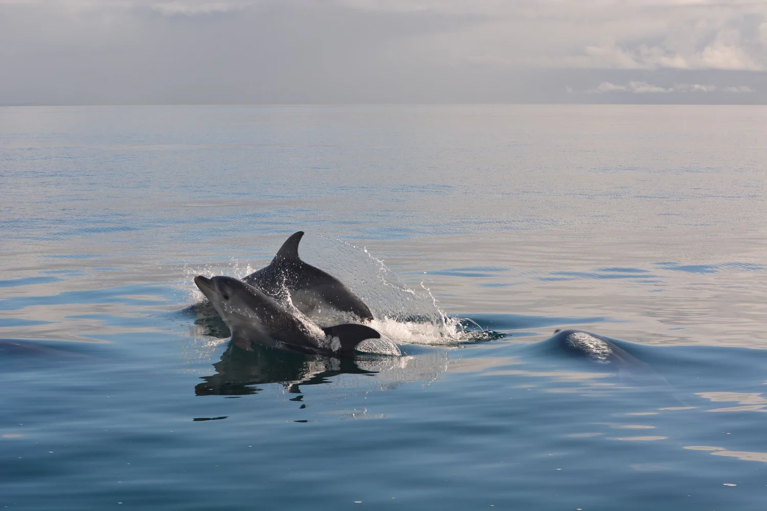 Adopt a Marine Mammal Marine Mammal Foundation