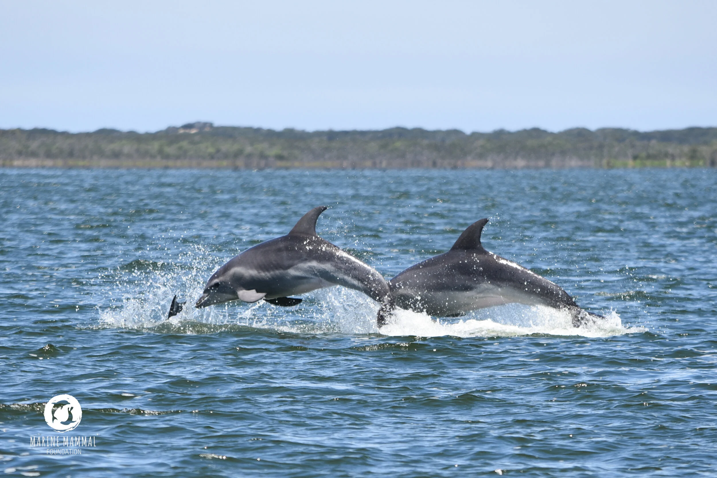 Education Programs — Marine Mammal Foundation