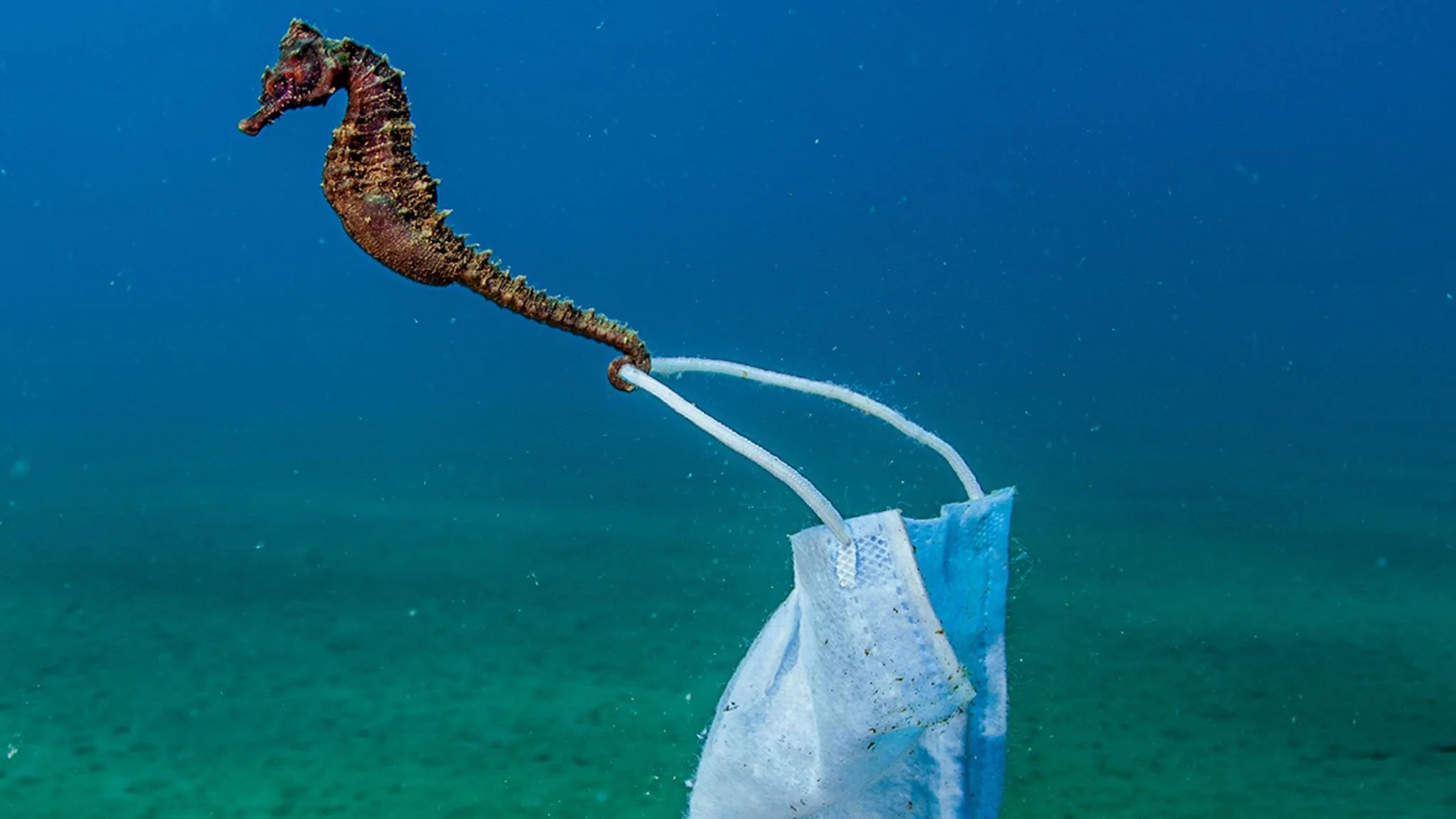 Photo credit: Nicholas Samaras/Ocean Photography Awards