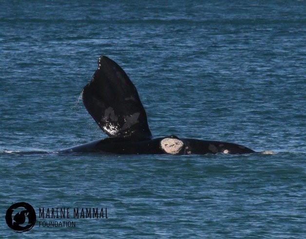 Southern right whale pectoral fin