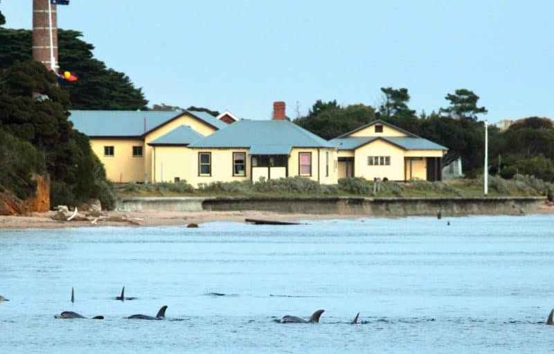Dolphins observed in the Ticonderoga Bay Sanctuary Zone (image: VNPA)
