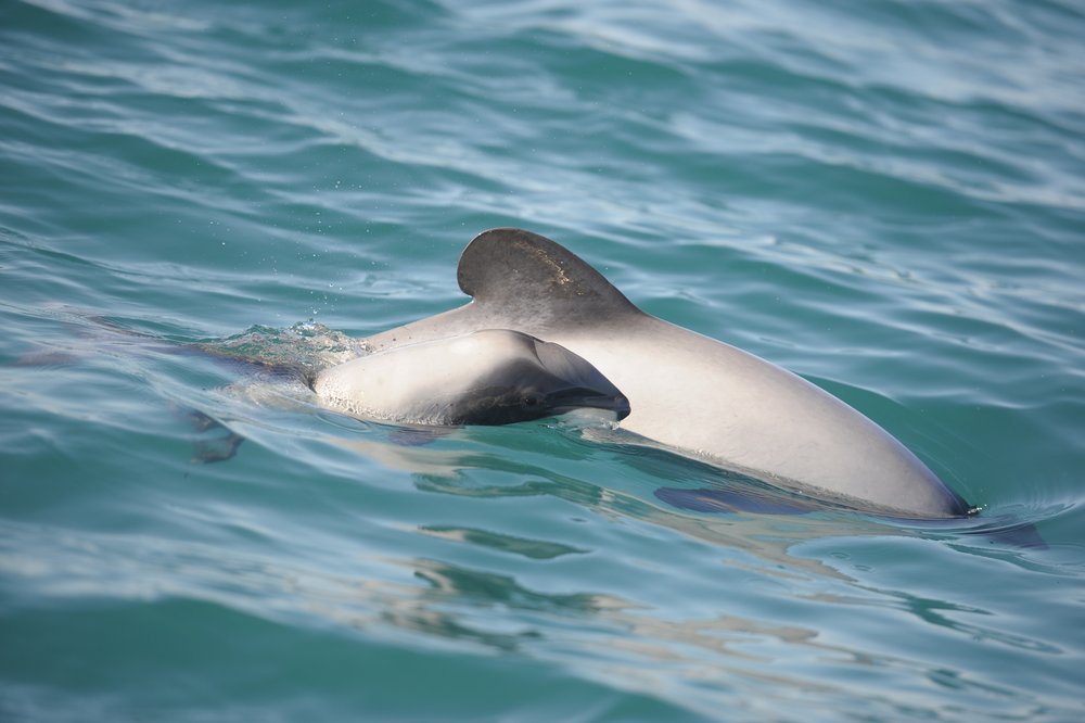 Protected Hector's dolphins in Banks Peninsula Marine Mammal Sanctuary, NZ