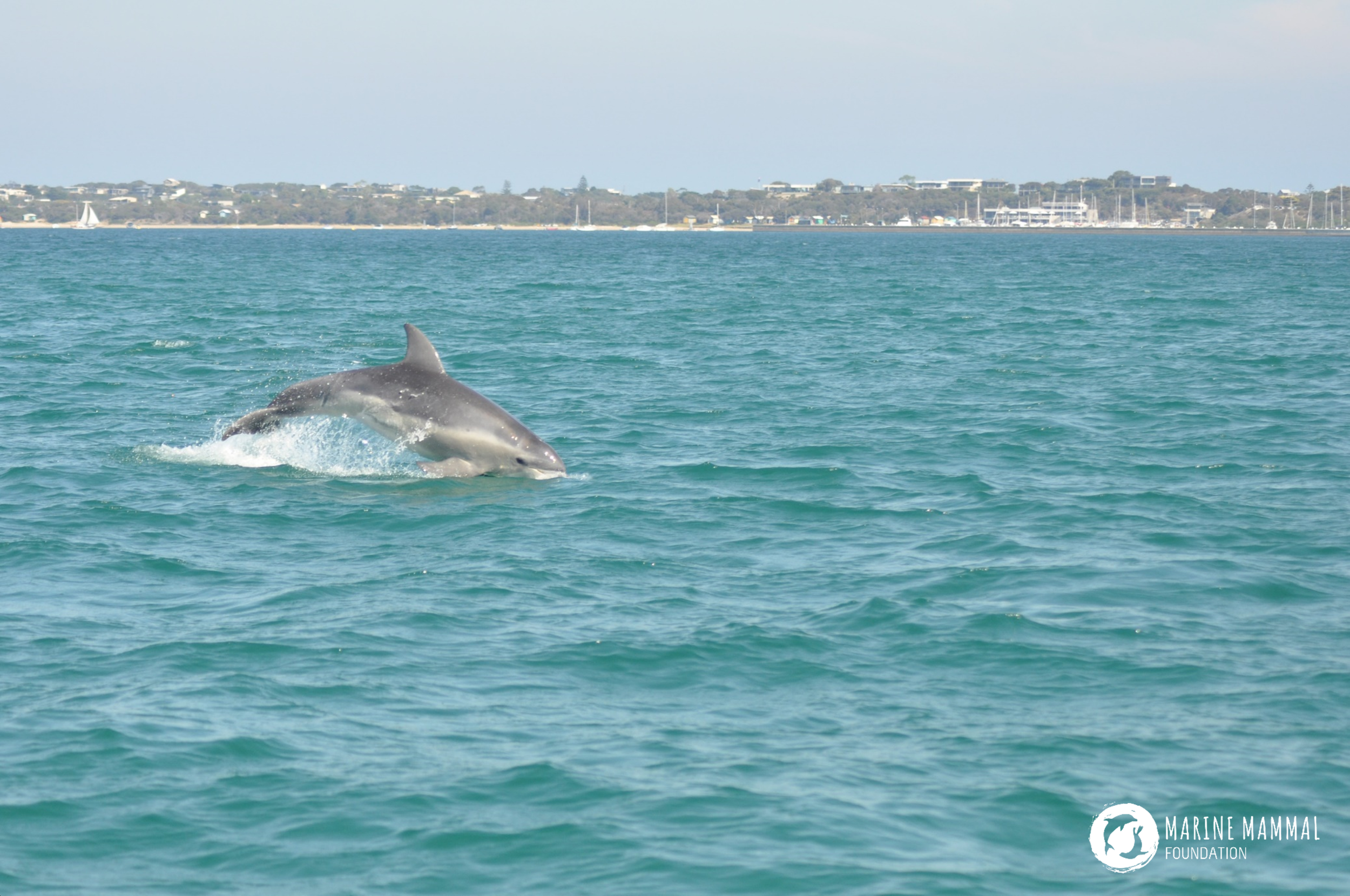 Burrunan dolphins can be found all over Port Phillip Bay
