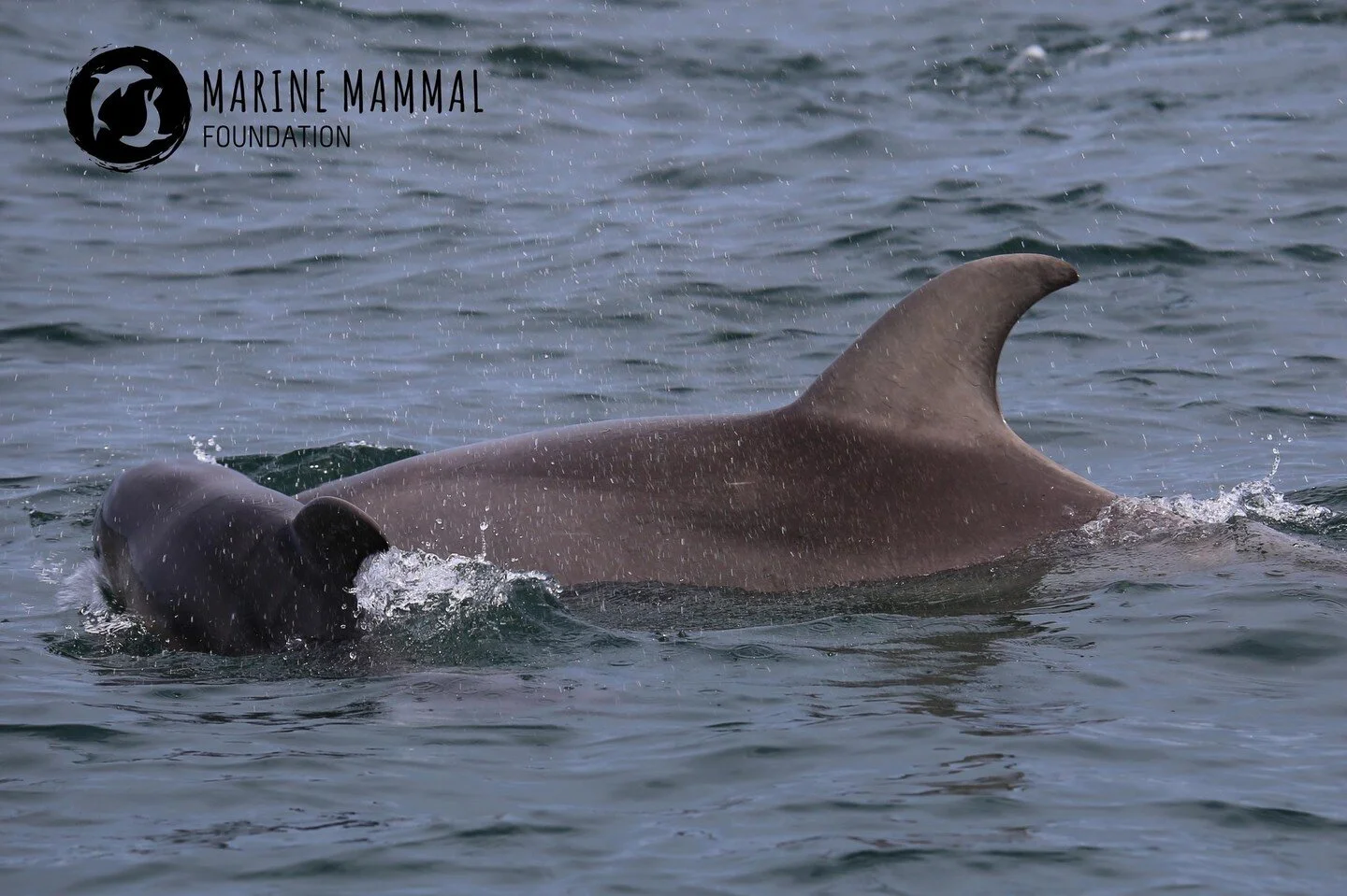 Remember that today is your last chance to purchase one of MMF&rsquo;s Buddy up with a Burrunan dolphin Adopts for Mum for your best chance at delivery before this Mother&rsquo;s Day!

Our critically endangered Burrunan dolphins are some of the best 
