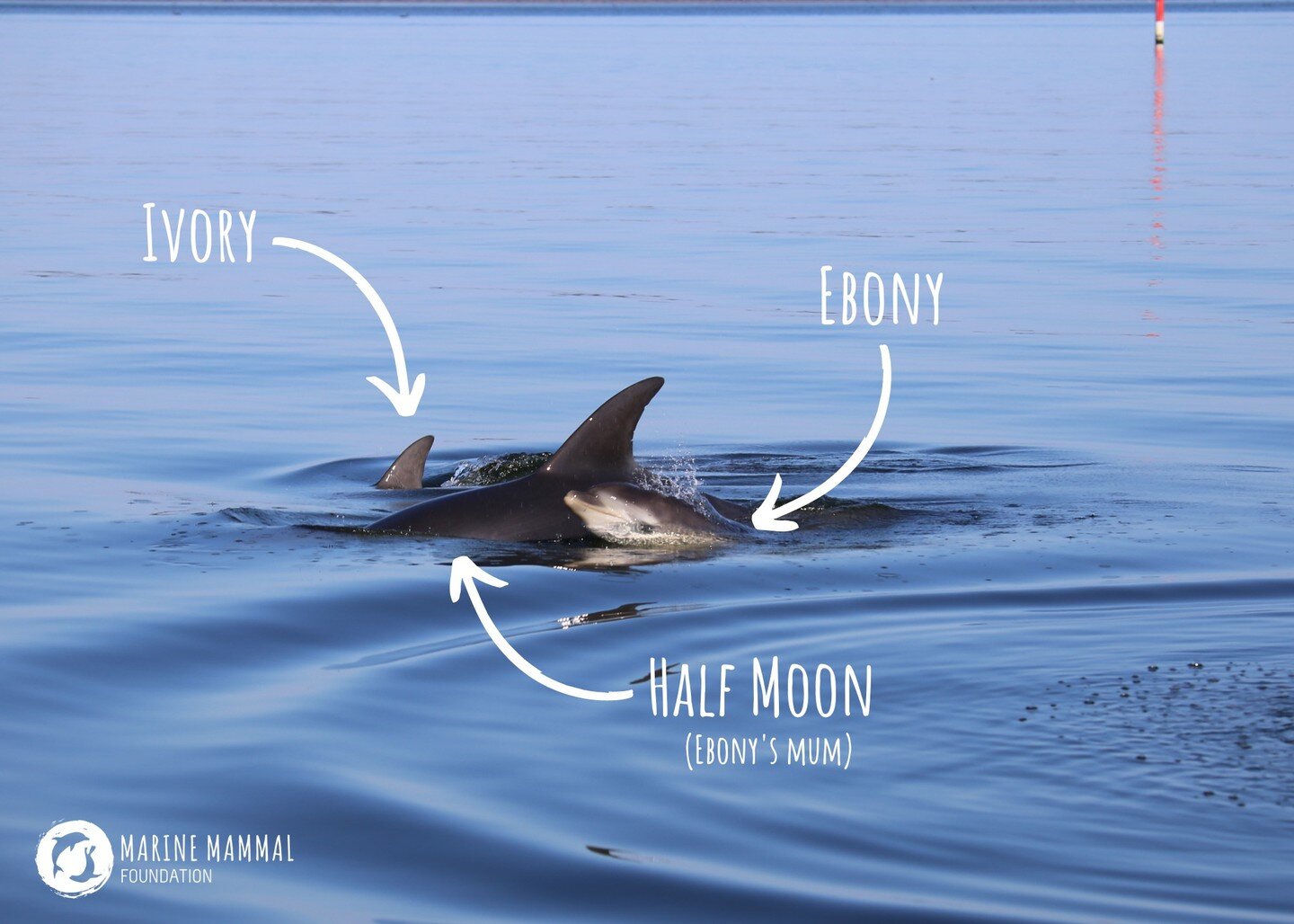 💙 Happy Mother&rsquo;s Day to mothers of all species today! Breaking News: New baby Burrunan!

🐬 It&rsquo;s been a particularly special Mother&rsquo;s Day in east Gippsland for the MMF research team! While on survey today our researchers were thril