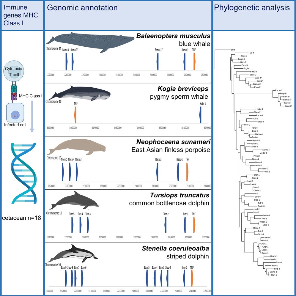 Woohhoo another paper HOT OFF THE PRESS! We are so very excited to announce the publications of &ldquo;Organisation and evolution of the major histocompatibility complex class I genes in cetaceans&rdquo; published in iScience! The paper investigates 