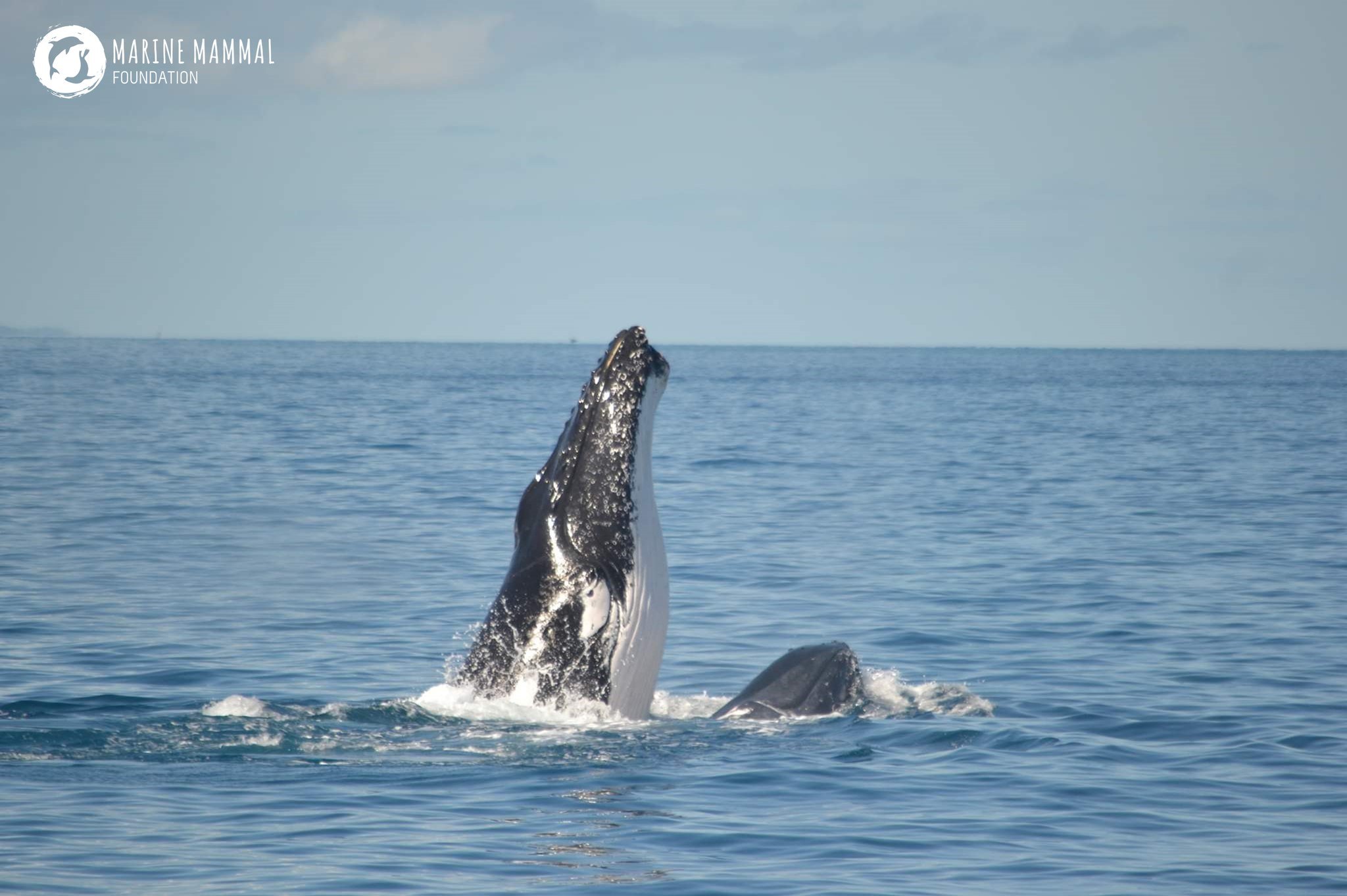 Our Marine Mammal Biodiversity research project is currently working on compiling records of all known marine mammal species in Australia&rsquo;s South-eastern coastal waters.  Together with geospatial analysis of sighting data, this project aims to 