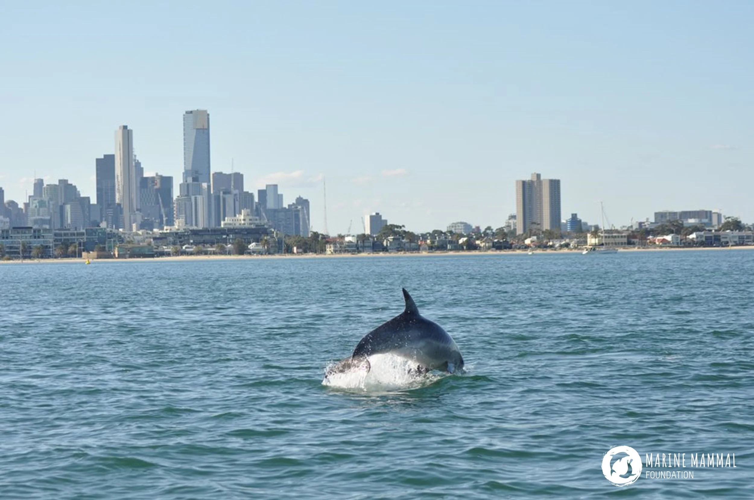 cMMF_Burrunan_Melbourne.jpg