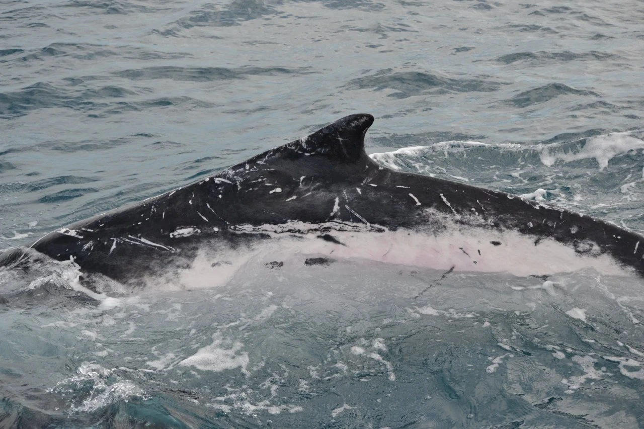 Colour Variation in Humpback Whales — Marine Mammal Foundation