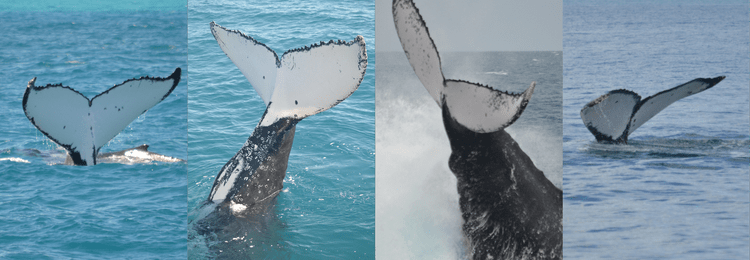 Colour Variation in Humpback Whales — Marine Mammal Foundation