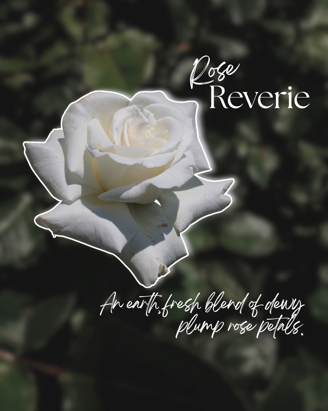 Rose Reverie - Amber Jar Candle
