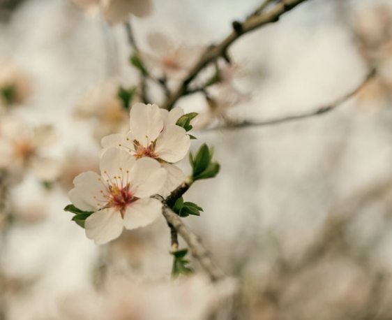 Branches with white blossoms against a sunset background.
