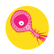 Superbugs - The microbial world in, on and around us