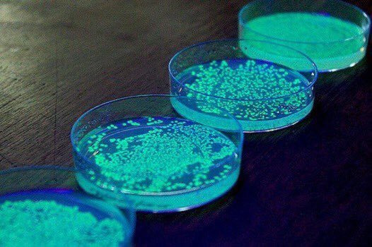 Bacteria bioymoleuol sy'n tyfu ar blatiau agar, wedi'u goleuo â golau uwchfioled. — Llun gan Keith Moseley