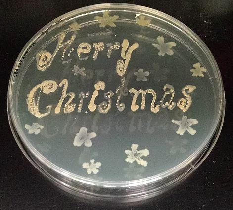  Merry Christmas:&nbsp; E. coli &nbsp;MG1655.&nbsp; E. coli  is the most commonly used model organism in microbiology.  Stars:&nbsp; E. coli  MG25113.&nbsp;This strain is genetically altered and contains GFP (green fluorescent protein). The addition 