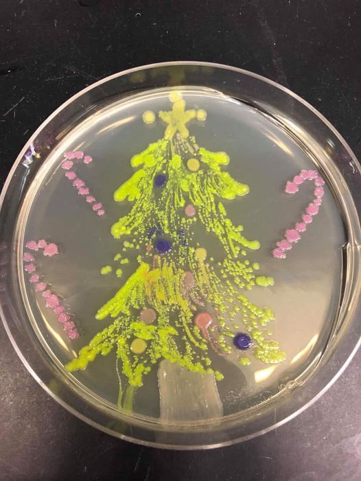 "Plating ourselves a Christmas tree In our Christmas party lab Colonies grown so you can see Every microbe streaked and stabbed"  Artist: Angel Nong 