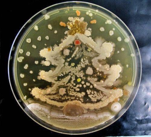  Most of the strains used belong to the   Bacillus   genus, the rest are just random  colourful  petri dish contaminants.   Author: Rositsa Tashkova, Université de Nantes,  France  