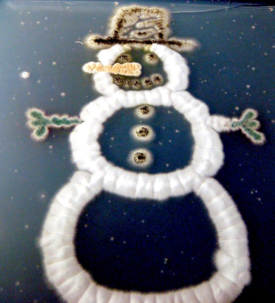  Fungal snowman. Hat, Eyes, Mouth, Buttons:  Aspergillus niger ; Arms:  Aspergillus nidulans ; Nose:  Aspergillus terreus  with  Penicillium marneffei ; Body: Neosartorya fischeri. 