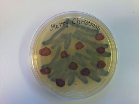  Christmas Tree:&nbsp; Klebsiella pneumoniae .&nbsp;An opportunistic pathogen that causes urinary or respiratory tract infections and is often transmitted via hospital equipment or staff. Many strains also have a multitude of antibiotic resistances. 