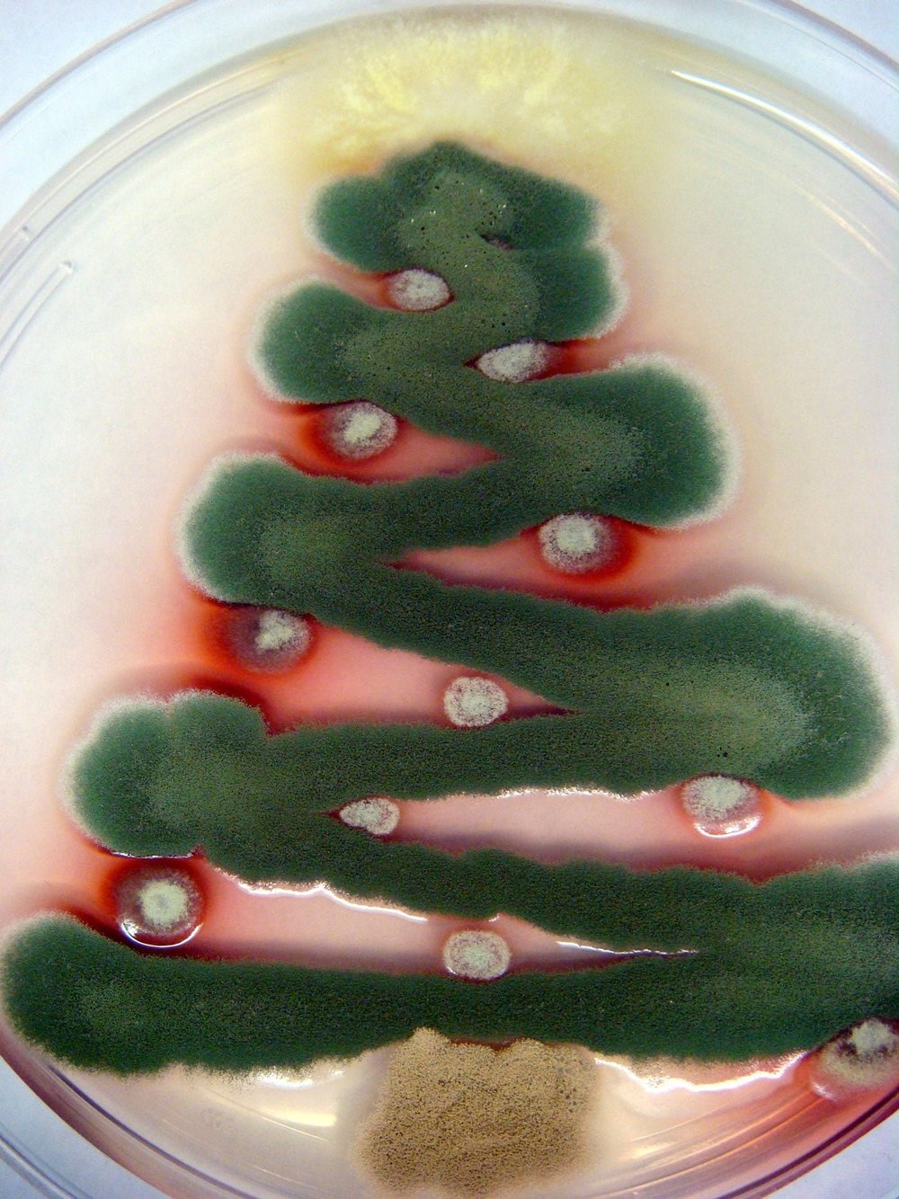  Fungal Christmas tree. Top:  Talaromyces stipitatus ; Tree:  Aspergillus nidulans ; Ornaments:  Penicillium marneffei ; Trunk:  Aspergillus terreus . 