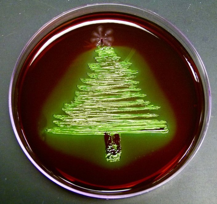   Tree :  Escherichia coli  tree with  Klebsiella pneumoniae  trunk and  Bacillus subtilis  star. Grown on Eosin Methylene Blue (EMB) agar at 37°C for 20 hours.  By Gina Lee 