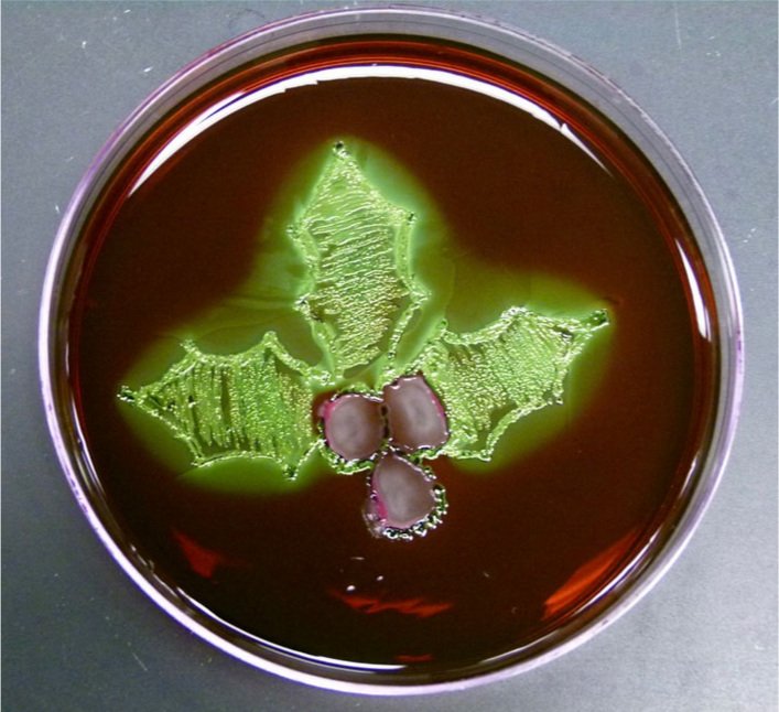   Holly : Escherichia coli yn gadael gyda aeron Pseudomonas aeruginosa. Tyfir ar EMB agar ar 37°C am 20 awr.  Gan Jennifer Pitt 