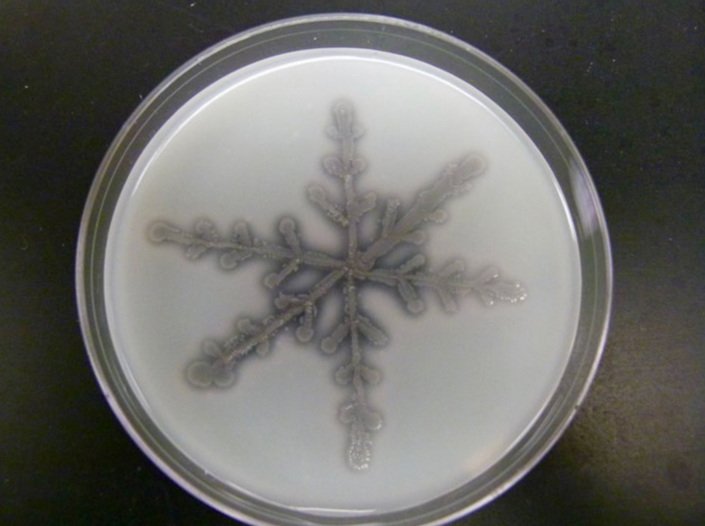   Snowflake :  Bacillus subtilis  grown on milk agar plate at 37°C for 20 hours.  By Jennifer Pitt &nbsp; 