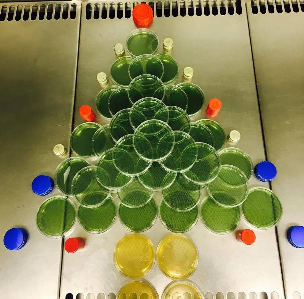  Christmas Tree from Petri Plates. Photo by Ali San 