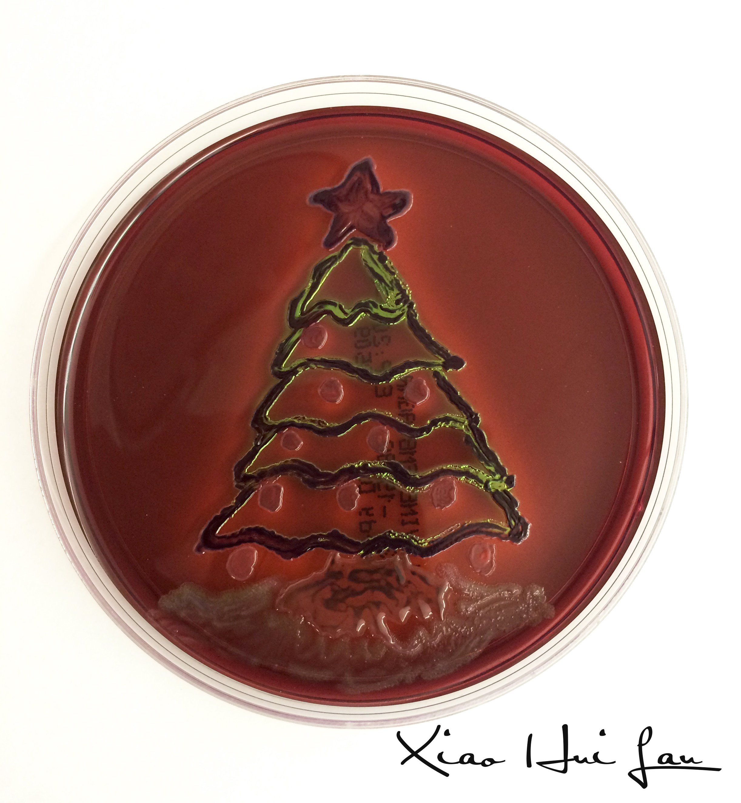  May I present you with an  E. coli  Christmas tree? It has a&nbsp; Enterobacter aerogenes  star,  Enterobacter cloacae  ornaments, and a  Klebsiella pneumoniae  tree stump too!.  Xiao Hui Lau 