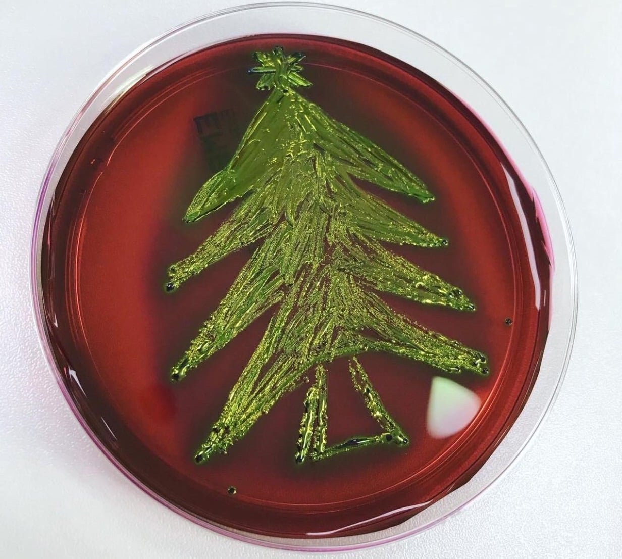   E. coli ar EMB (Levine) agar.  Llun gan Theea o Brasov, Romania 