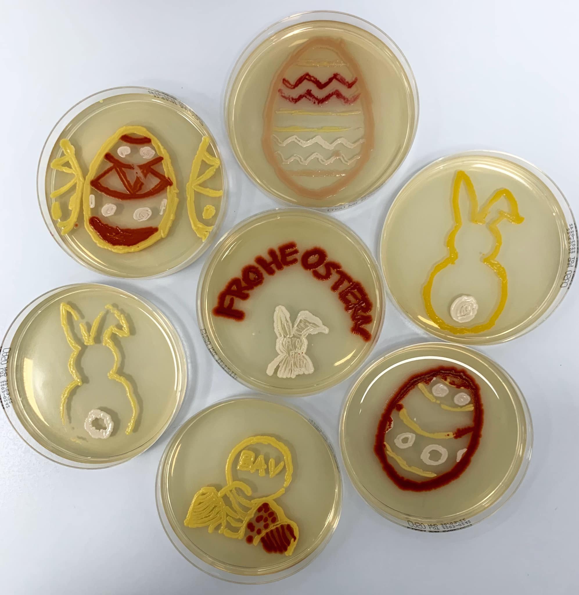  - Serratia marcescens - Staphylococcus sp. - Micrococcus luteus  Credit: BAV Institute for Hygiene and Quality Assurance, Germany 