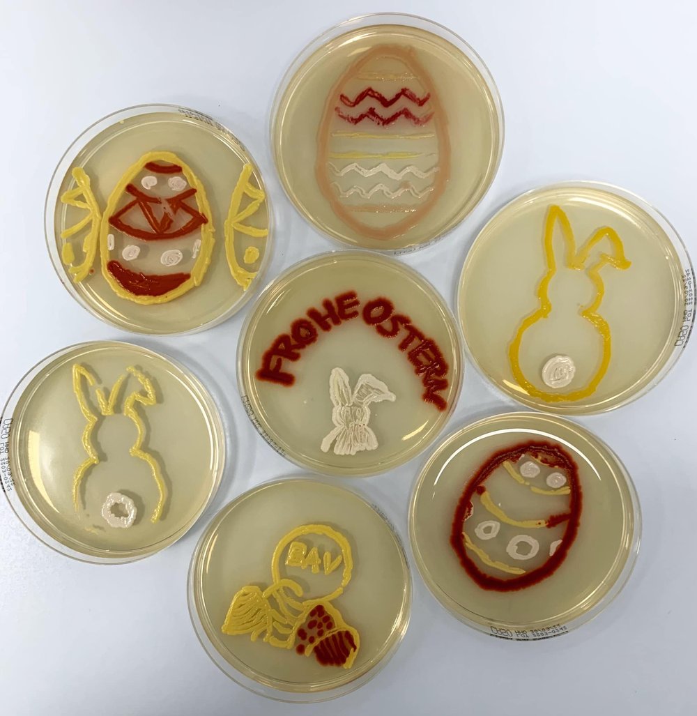  - Serratia marcescens - Staphylococcus sp. - Micrococcus luteus  Credit: BAV Institute for Hygiene and Quality Assurance, Germany 