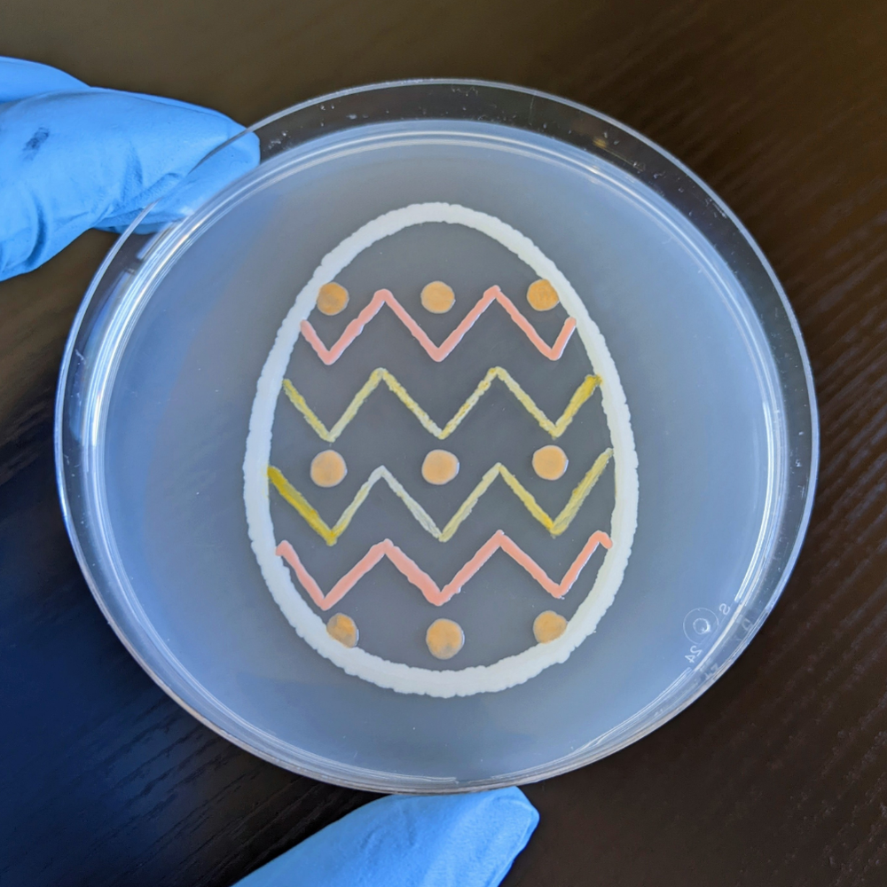  - E. coli (White) - Rhodotorula glutinis (Pink) - Staphylococcus aureus (Yellow-Gold) - Unknown  Cedit: Kevin Hunter 