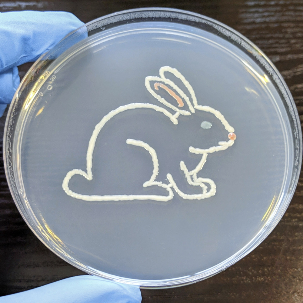  - E. coli (White) - Rhodotorula glutinis (Pink) - Staphylococcus aureus (Yellow-Gold) - Unknown  Credit: Kevin Hunter 