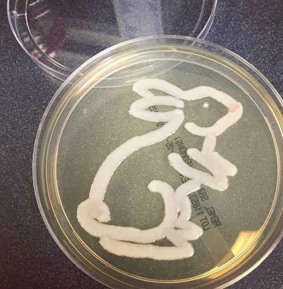 Credit: Giant Microbes