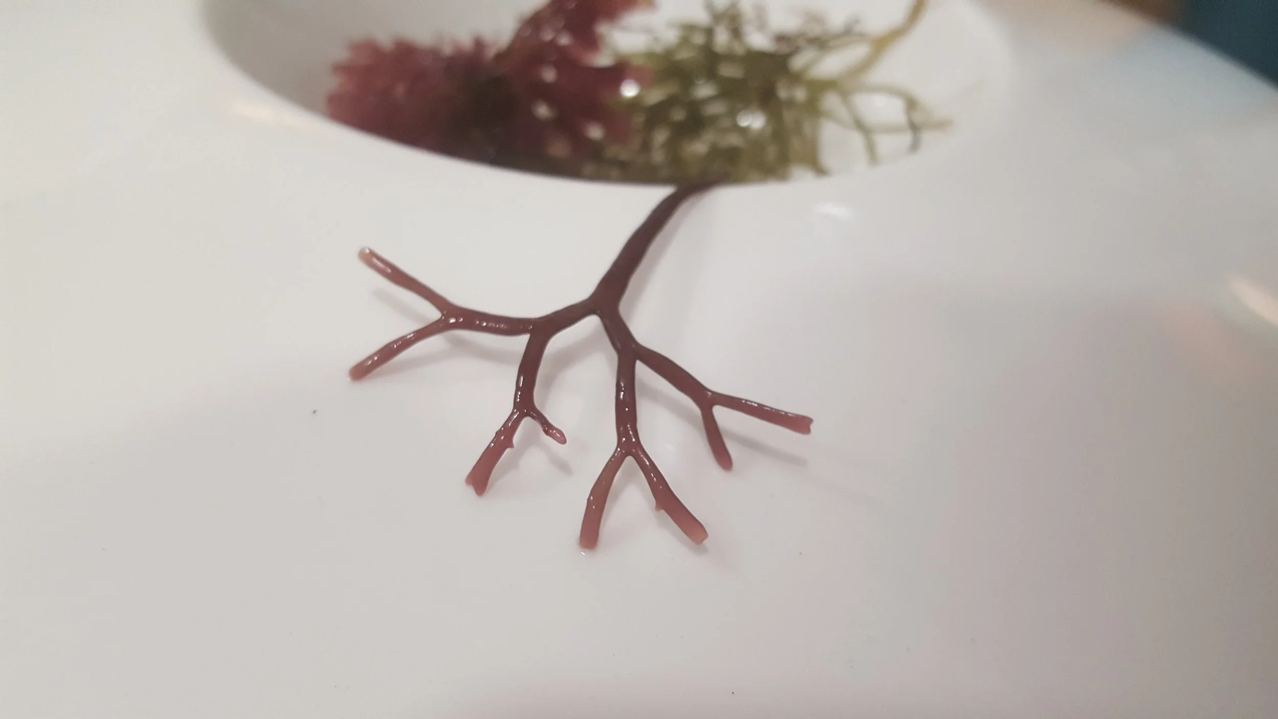 Atelier cuisine VITALITE MARINE - LES ALGUES