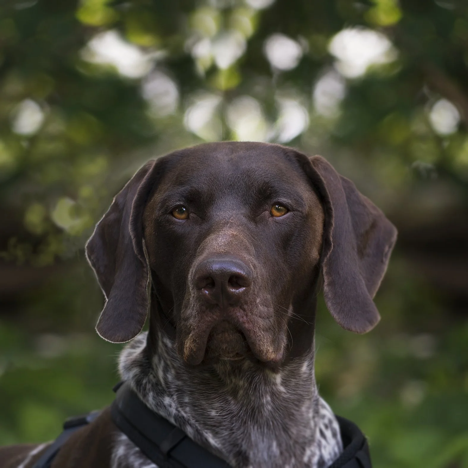 hundeshoot2.jpg