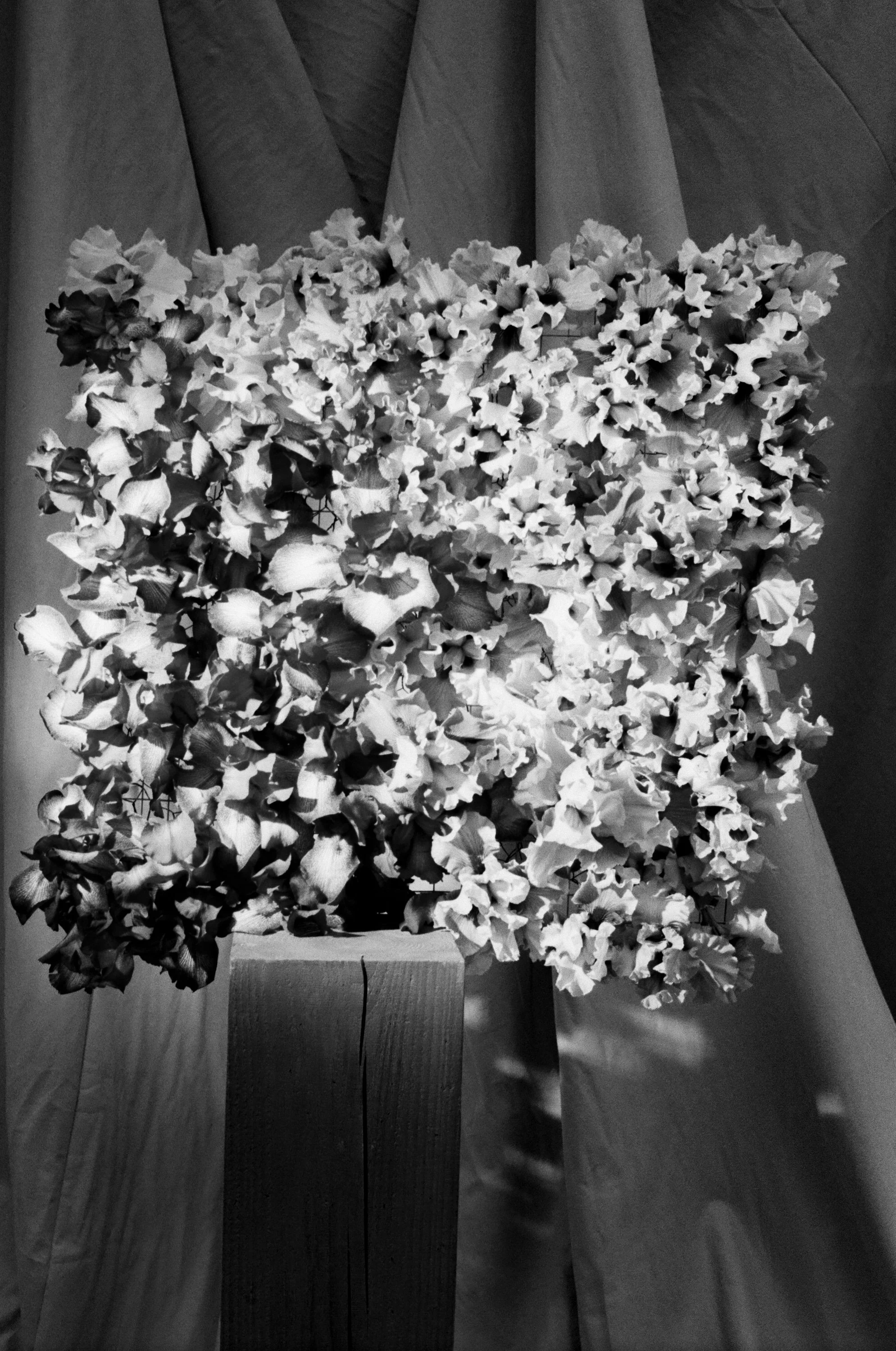 Ruffled bearded Iris en masse in a square design black and white