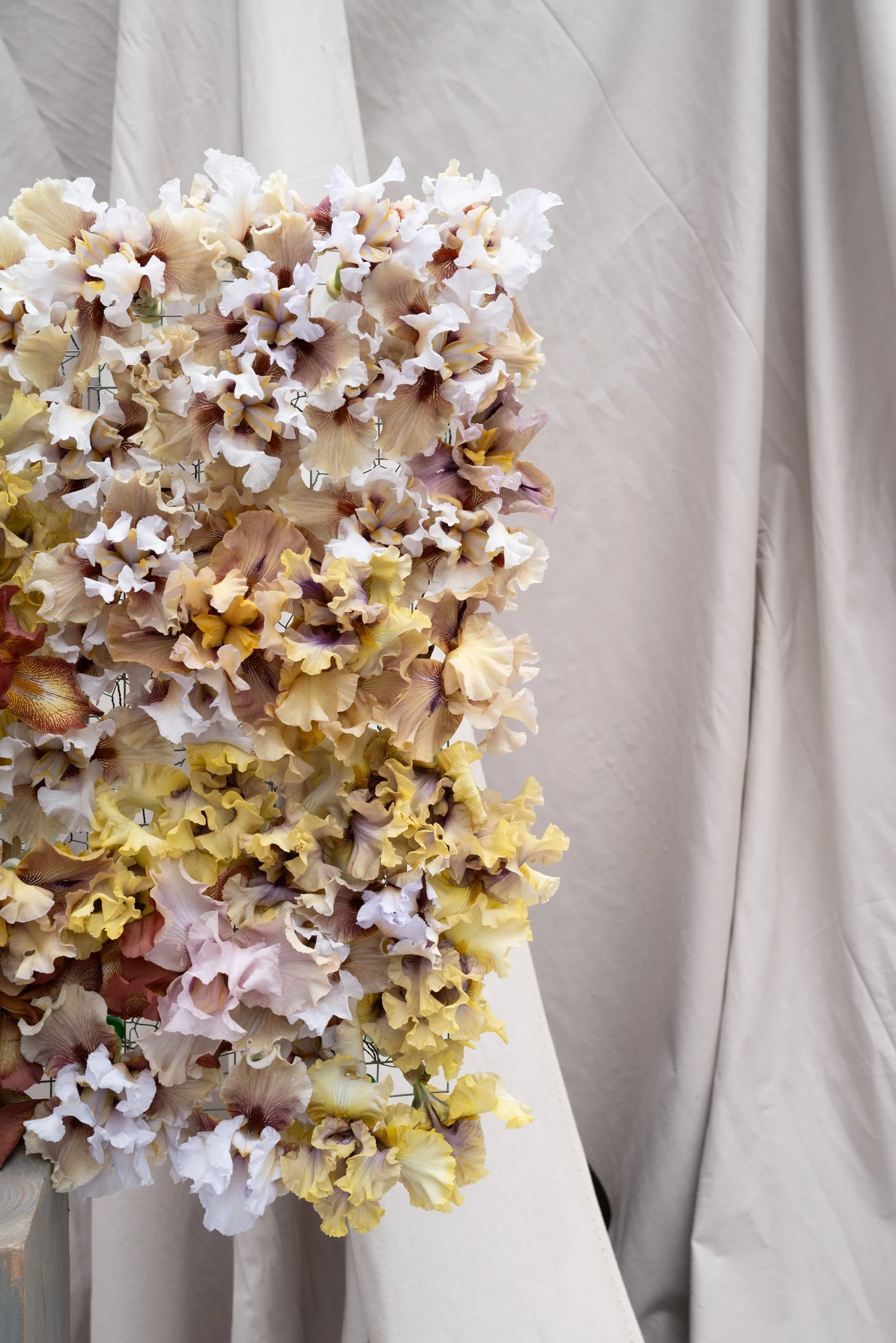 Spring bearded Iris in modern installation