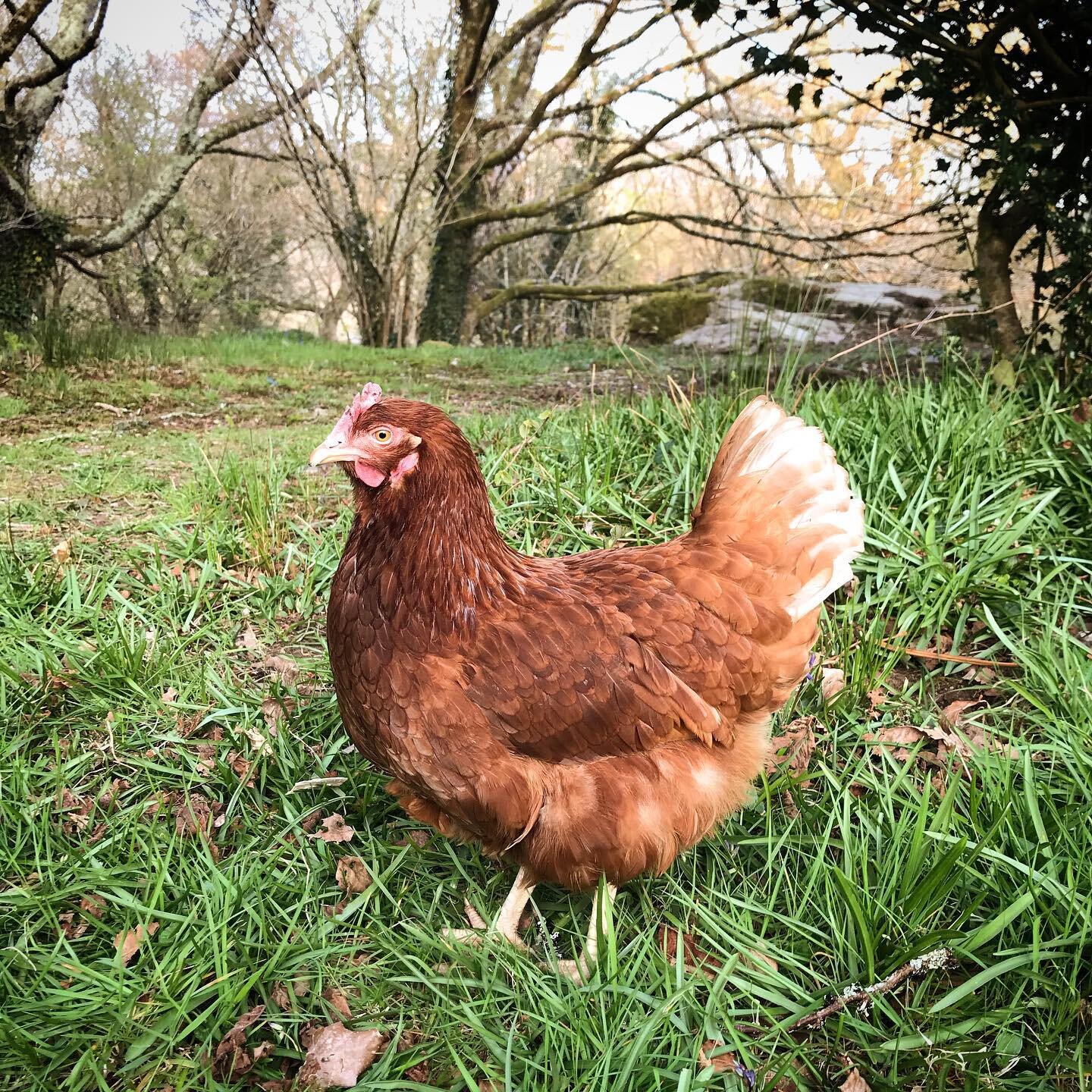 Staying with us this year? Be sure to try out our free range eggs laid by our very own forest-dwelling chickens! 🌳🐥🪵

Our girls roam freely around the site and are very sociable - you may get some unexpected visitors to your pitch! 🥚🐥🥚🐥